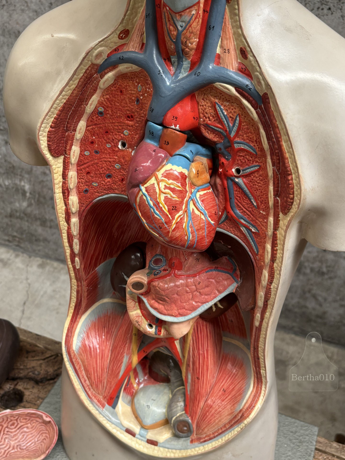 Zeldzaam anatomisch 90 cm hoge torso jaren '30/'40 (147569)