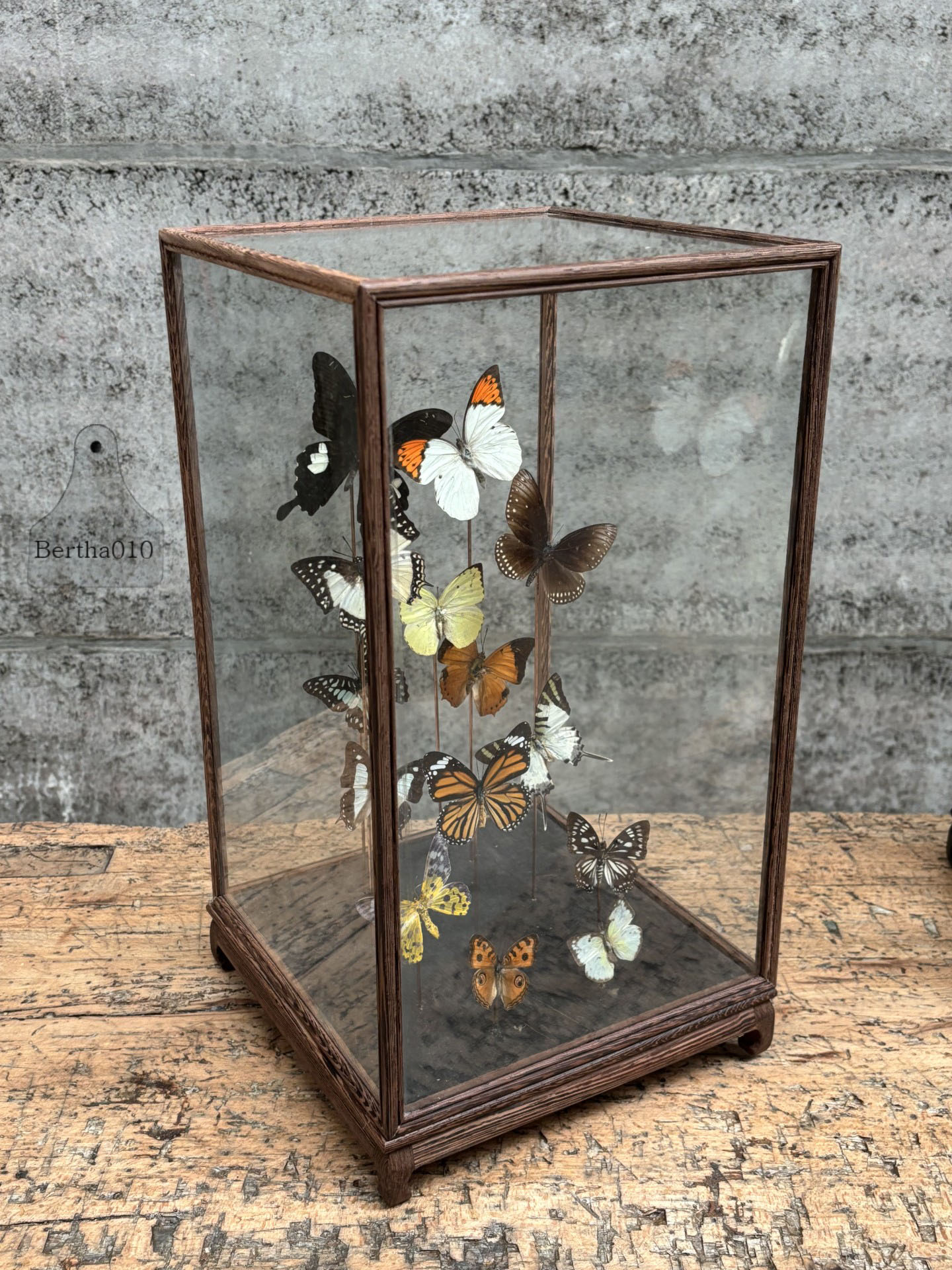 Vitrine met veertien vlinders 147528