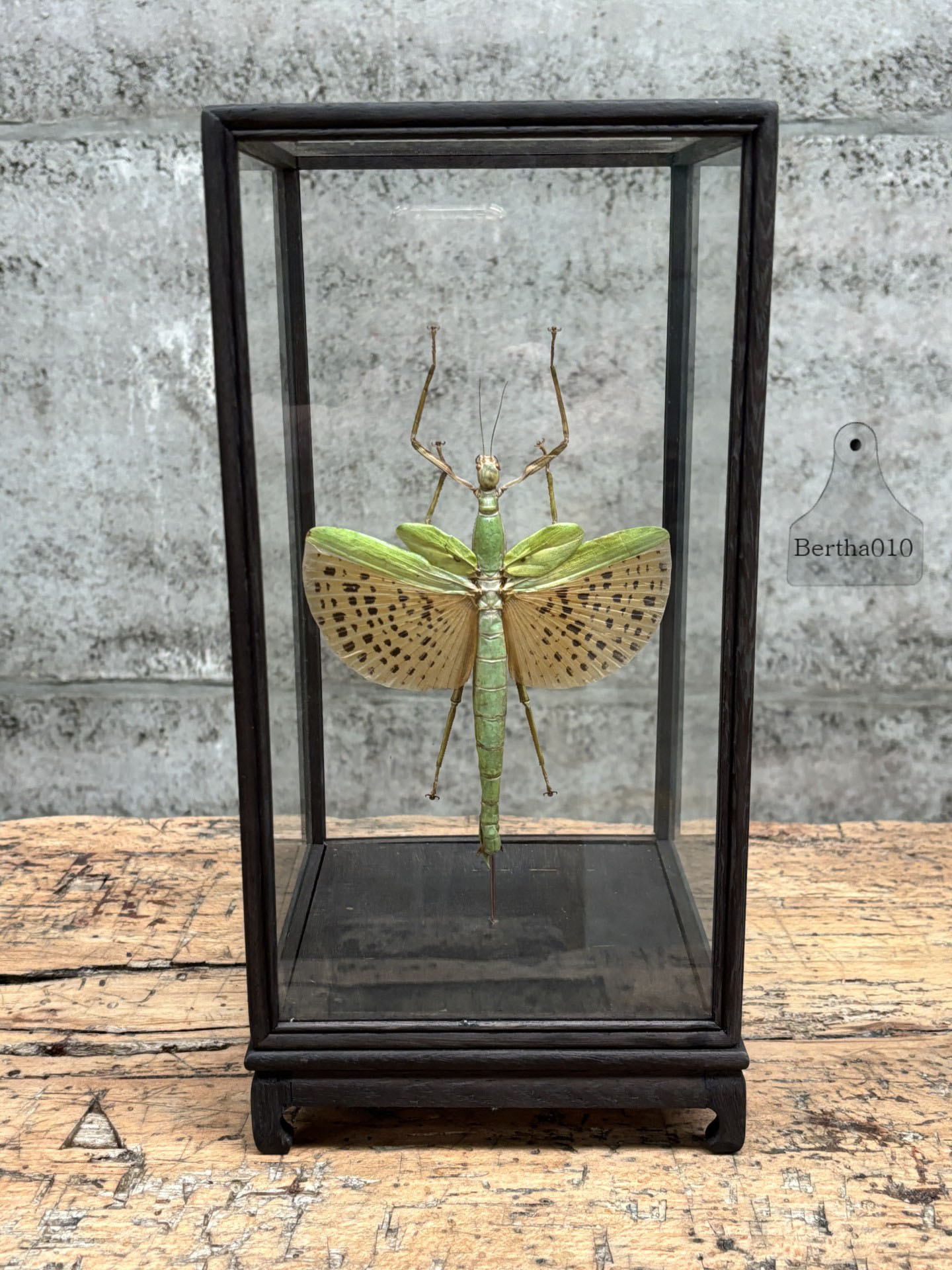 Paracyphocrania major in glazen vitrine 147530