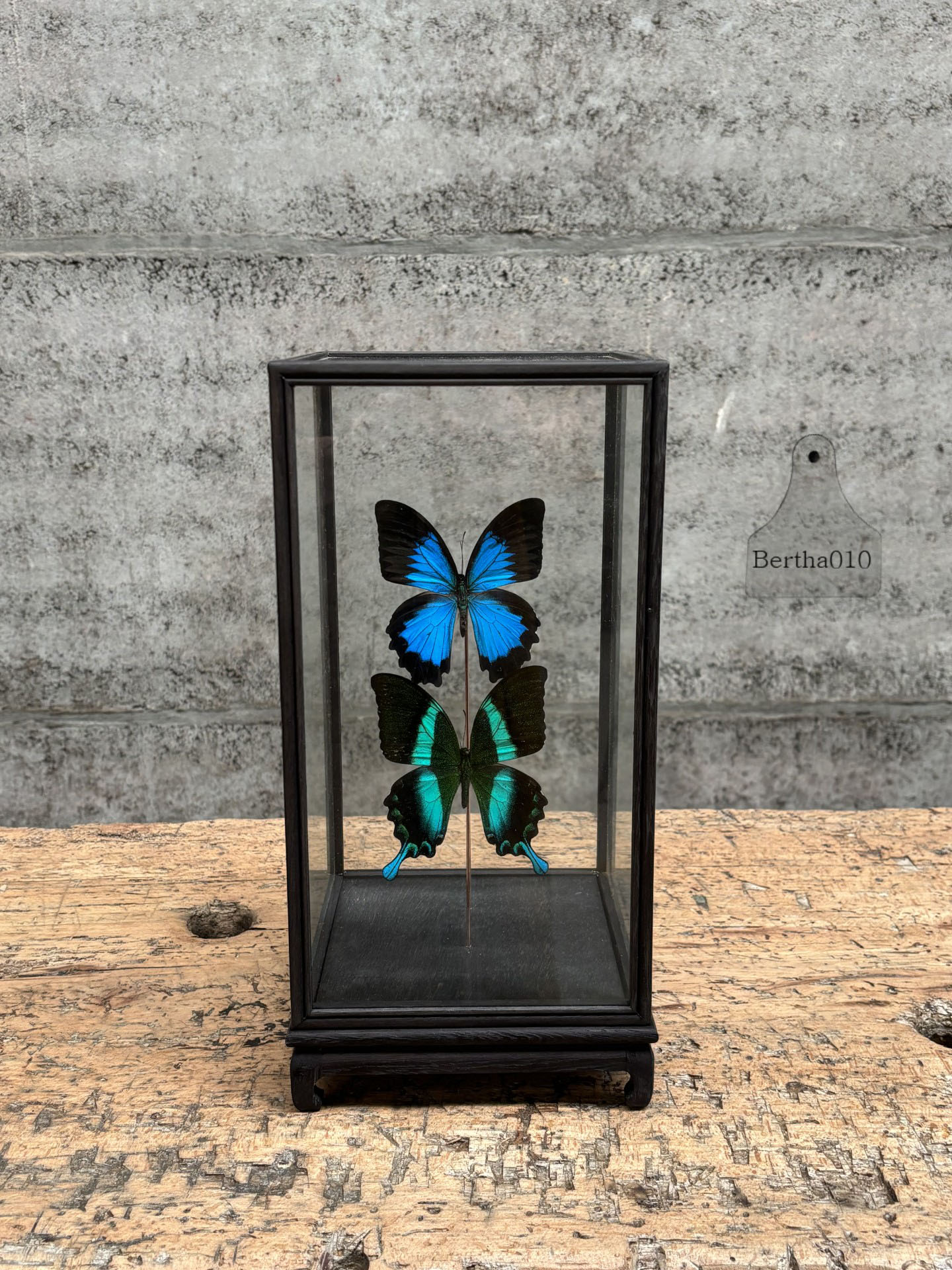 Vitrine twee vlinders Papilio Ulysses en Papilio Pericles 147531