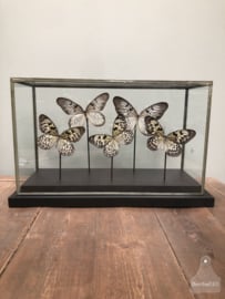 Grote vitrine witte vlinders (144739)
