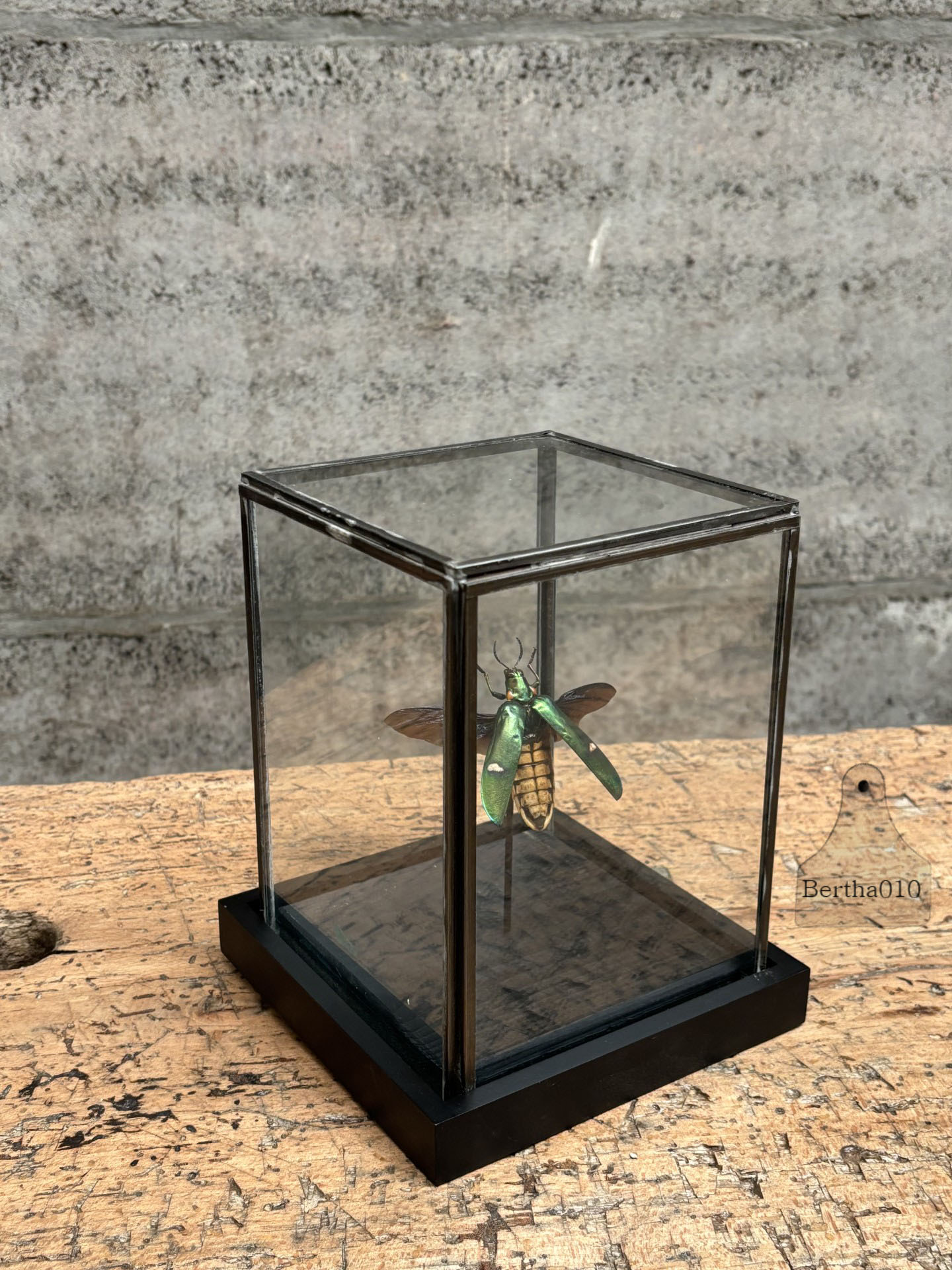 Insect Megaloxantha bicolor in glazen vitrine 144738