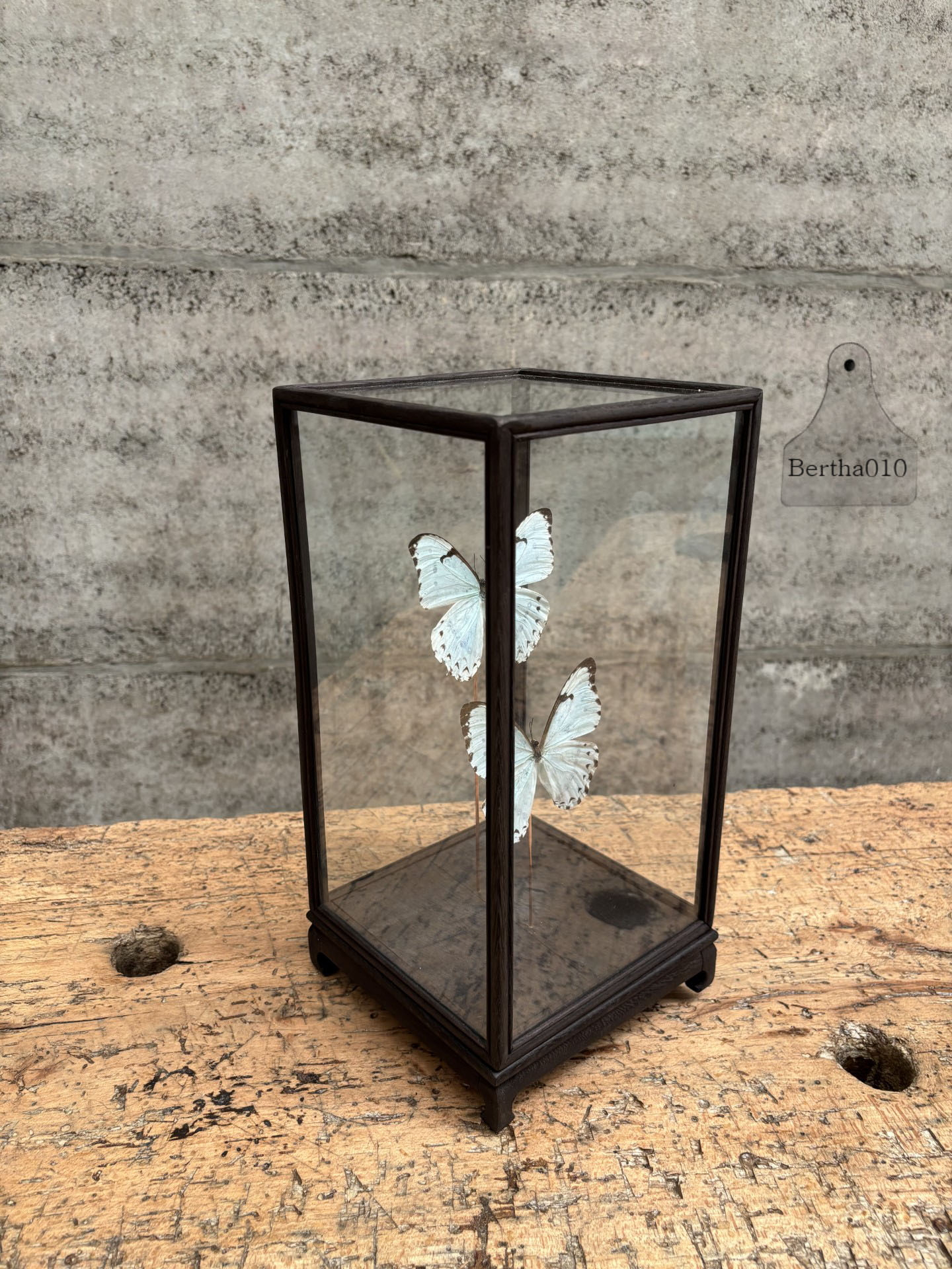 Vitrine vlinders Morpho Catenarius 147534