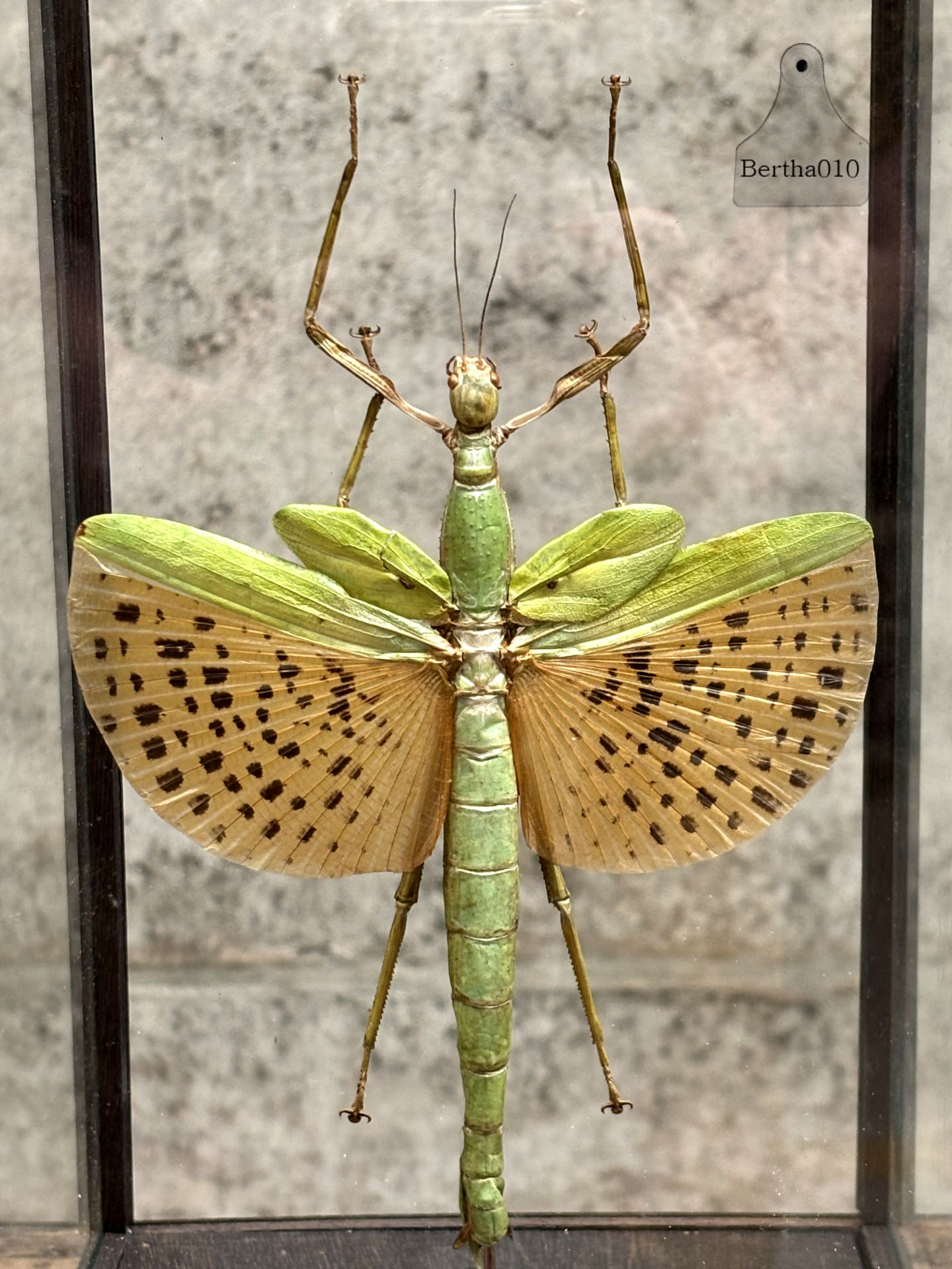 Paracyphocrania major in glazen vitrine 147530