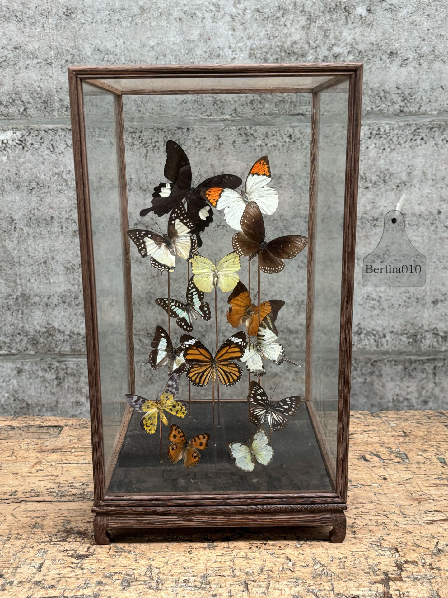 Vitrine met veertien vlinders 147528