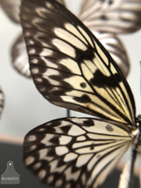 Grote vitrine witte vlinders (144739)