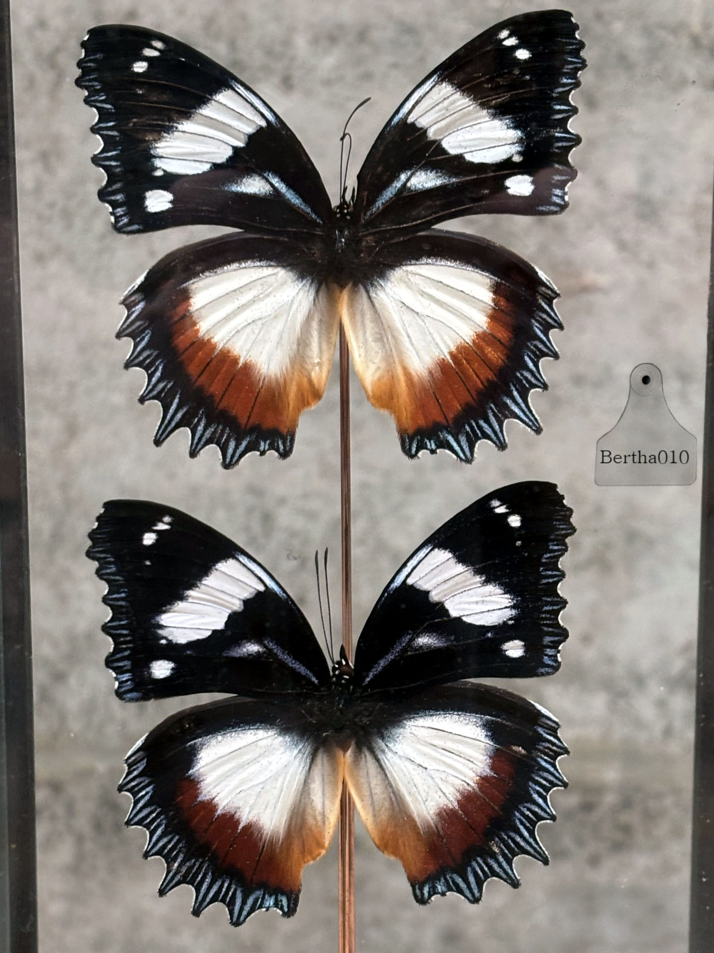 X Stolp vlinders Hypolimnas Dexithea 147529