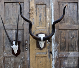 Groot Kudu (Koedoe) gewei (131598) verkocht