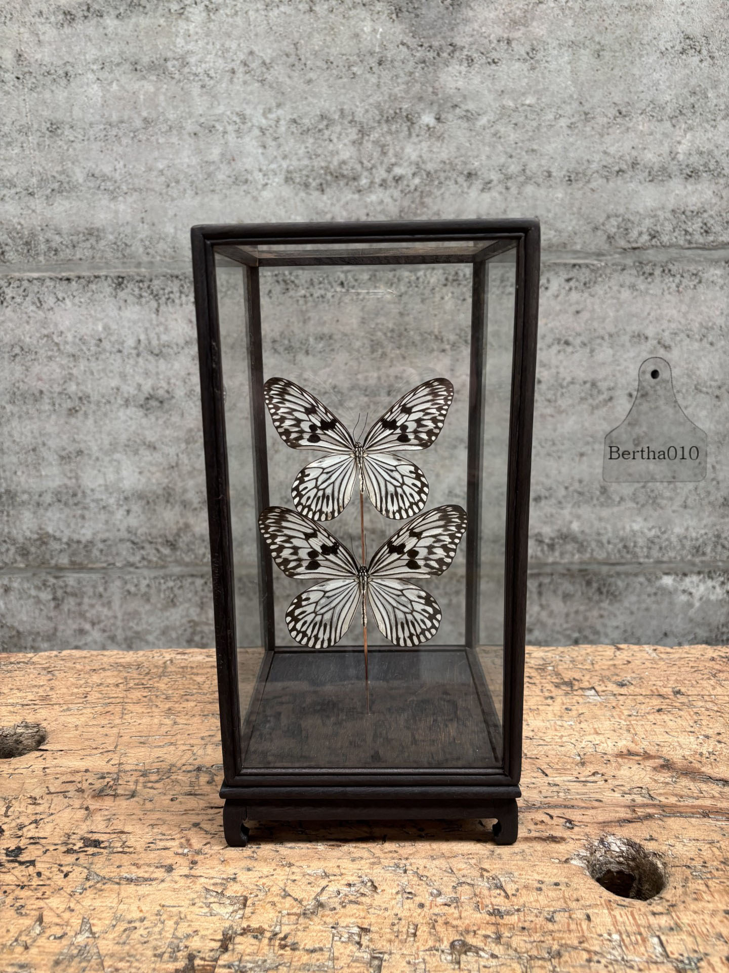 Vitrine vlinders Idea Durvillei 147533