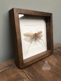 Insect (sprinkhaan) in houten lijst (144542) verkocht