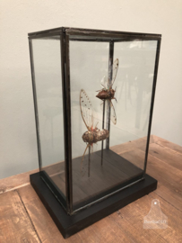 Grote vitrine insecten (144737) verkocht