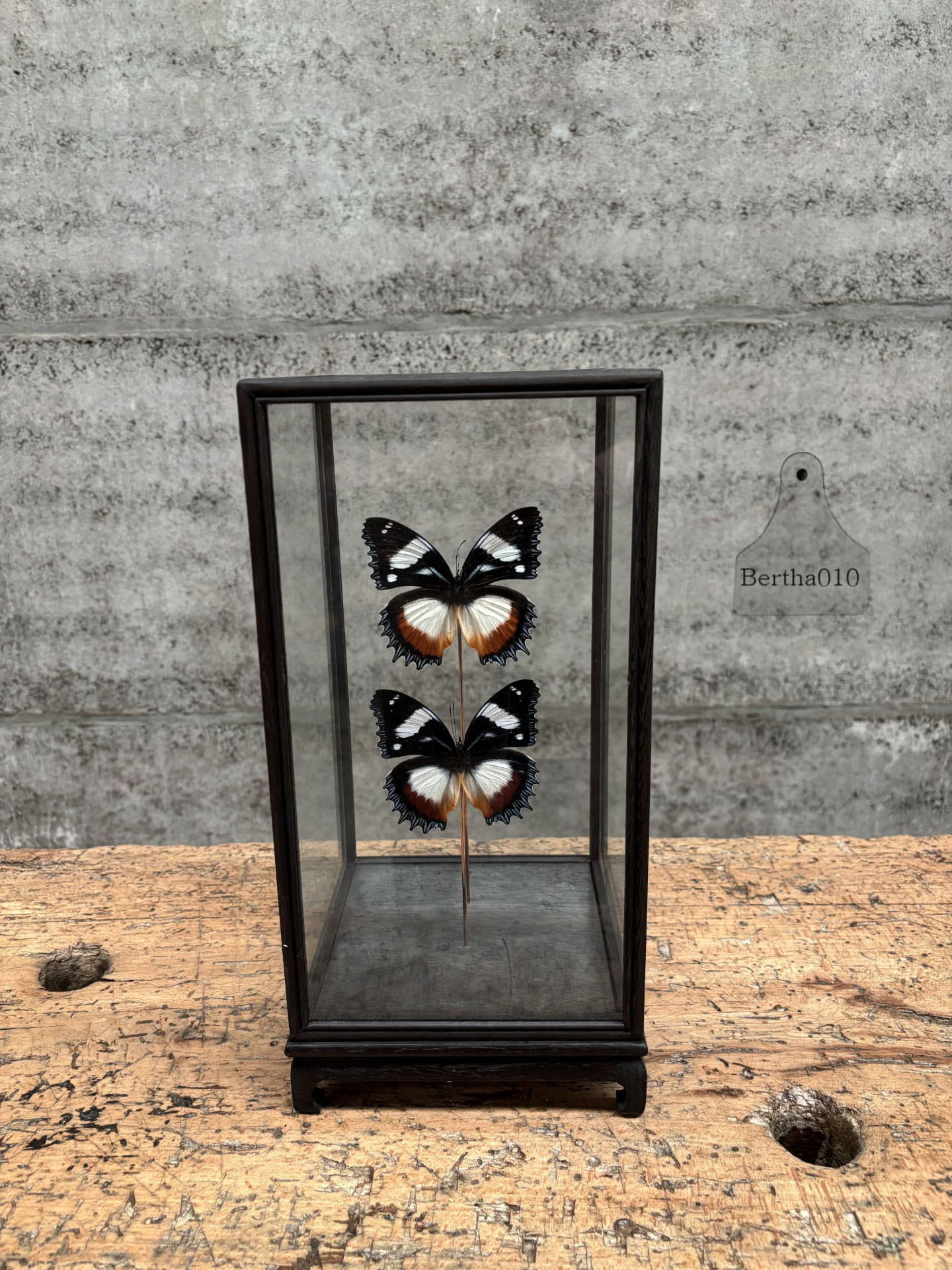 Vitrine vlinders Hypolimnas Dexithea 147529