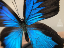 Stolp blauwe vlinder (144734)