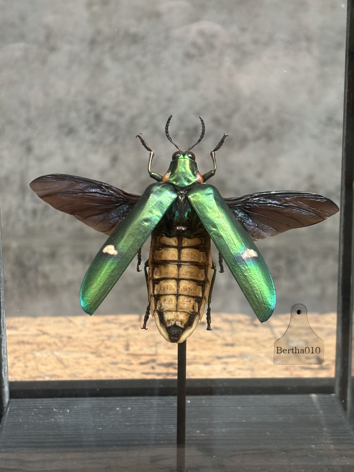 Insect Megaloxantha bicolor in glazen vitrine 144738