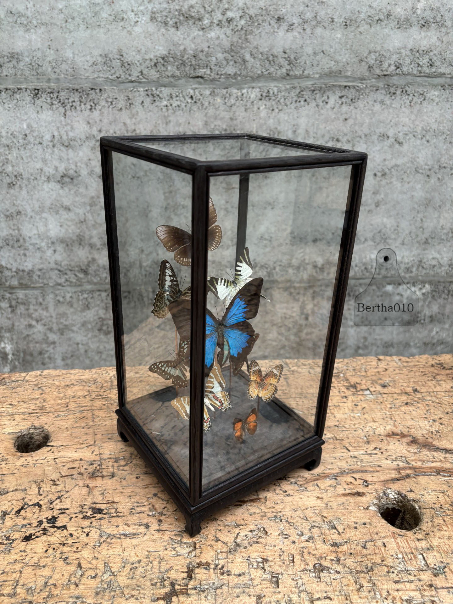 Vitrine negen vlinders 147532