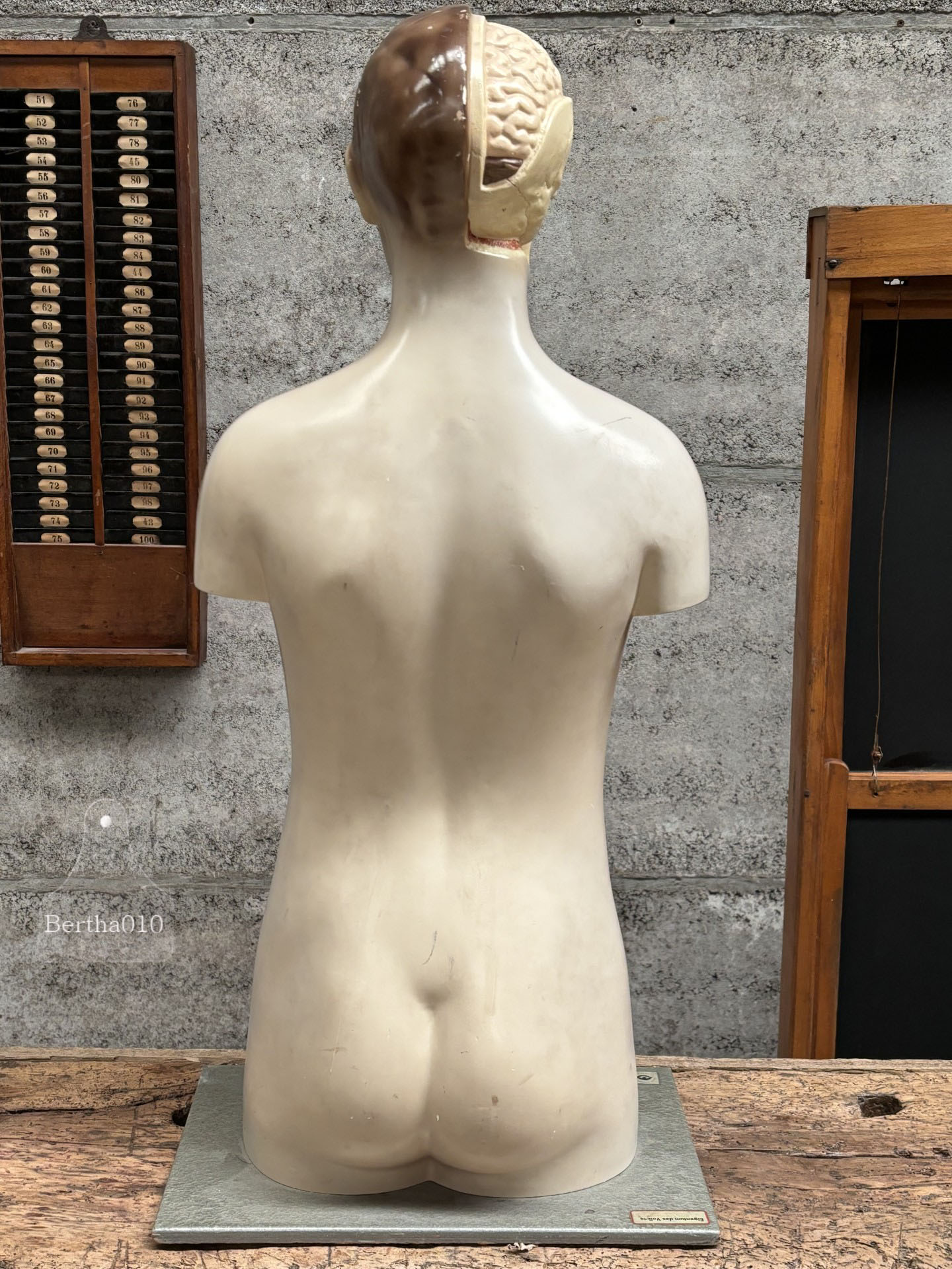 Zeldzaam anatomisch 90 cm hoge torso jaren '30/'40 (147569)