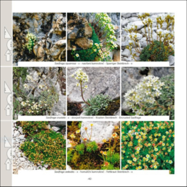 Wandelgids Planten langs wandelpaden in Bohinj - Slovenië |  BKBOEK | ISBN 9789090328201