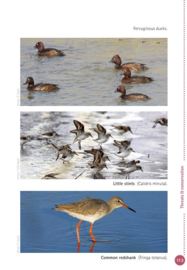 Natuurgids - Reisgids Adriatic East Coast | Euronatur - Crossbill Guides | ISBN 9783000359521