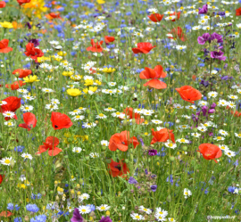 Bloemenzaadbolletjes Flower Power