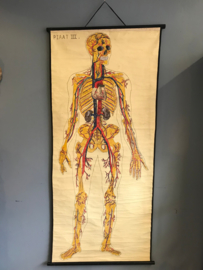 Anatomisch schoolplaat 3