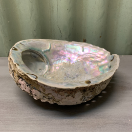 Decoratieve Abalone schelp