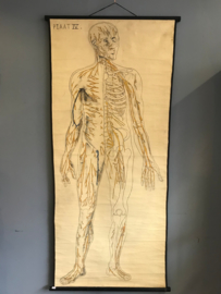 anatomische schoolplaat