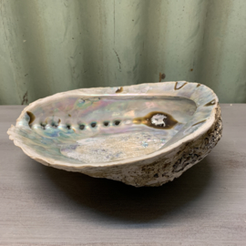 Decoratieve Abalone schelp