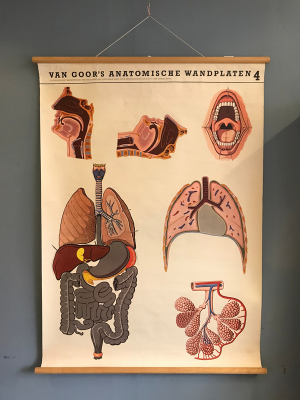 anatomische wandplaat 4