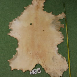 Red deer parchment / rawhide (1,19 m²)