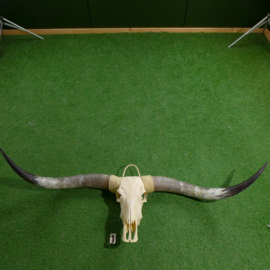 Texas Longhorn skull (180 cm)
