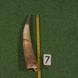 Watusi hoorn (40 cm) ongepolijst