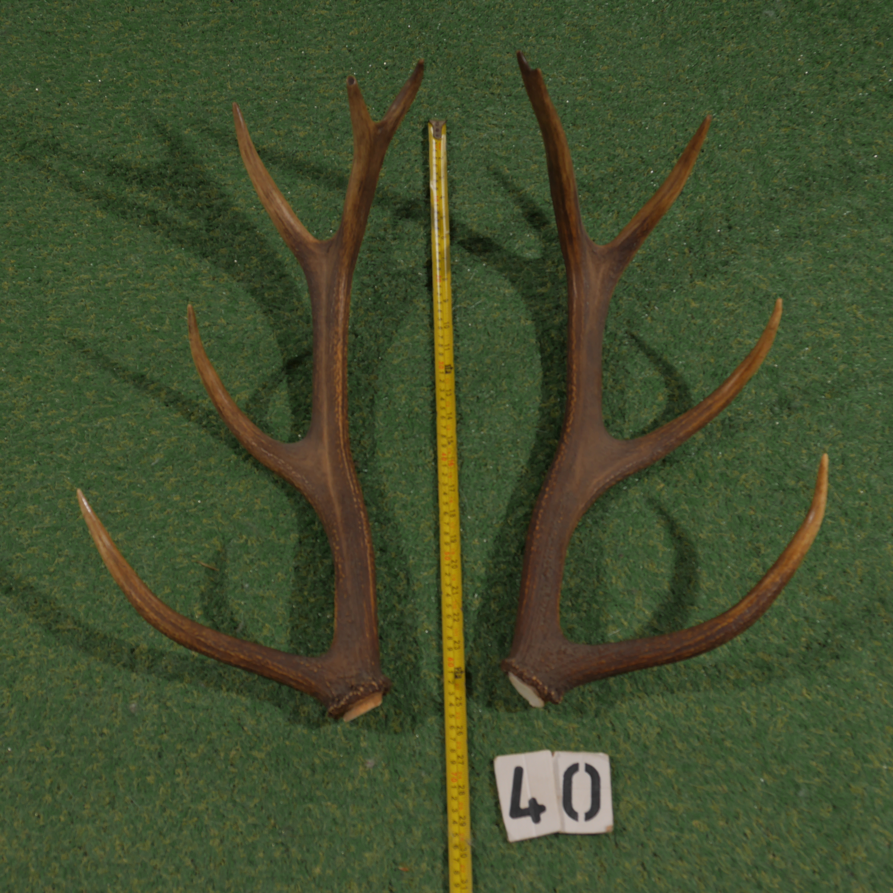 Edelhertgewei (65 cm) setje
