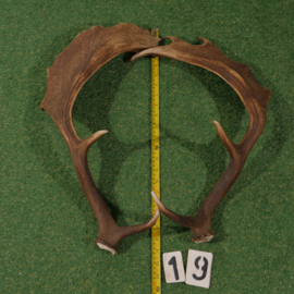 Fallow deer antler (55 cm) set of two