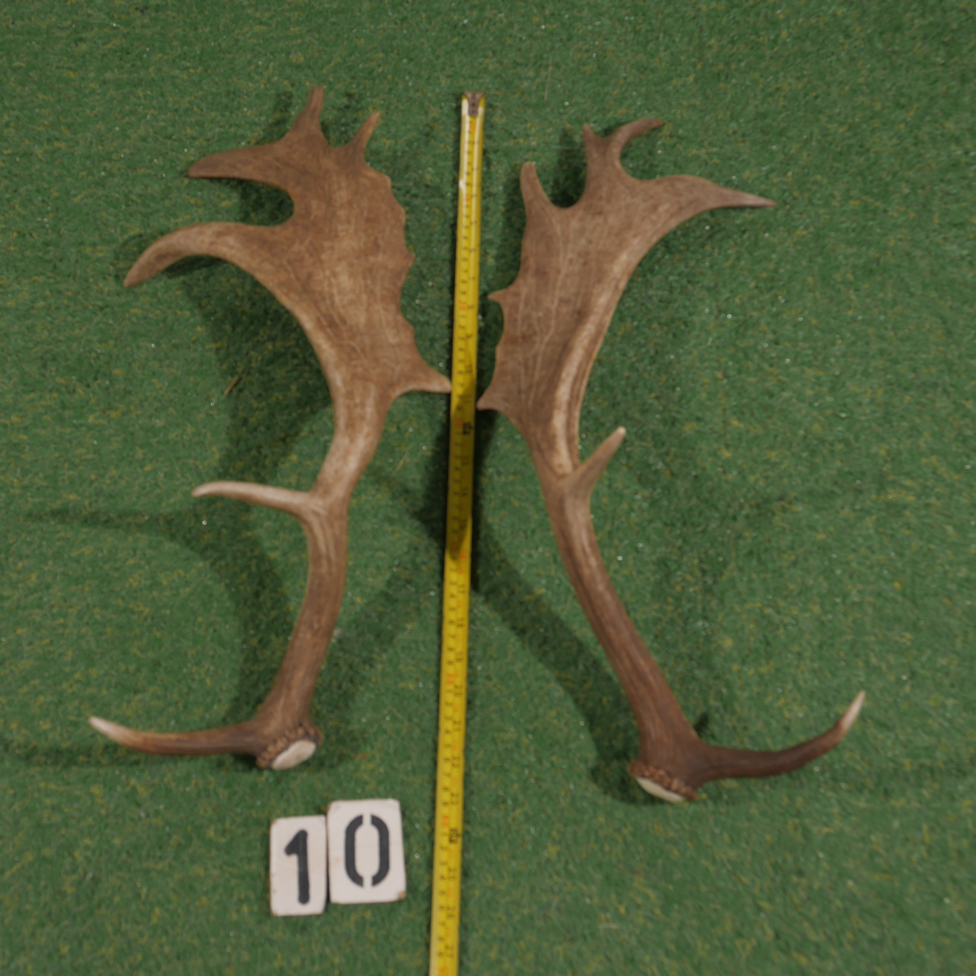 Damhert geweistang (60 cm) setje