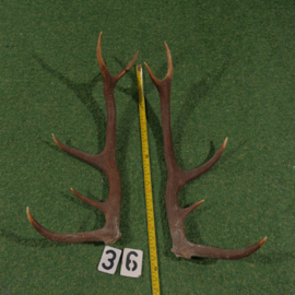 Red deer antler (55 cm) set of two