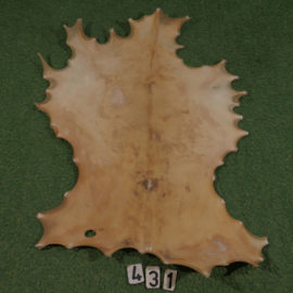 Perkament van damhert (0.67 m²)