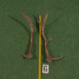 Damhert geweistang (45 cm) setje