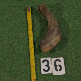 Geitenhoorns (20 cm)