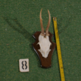 Mounted roe deer antlers (30 cm)