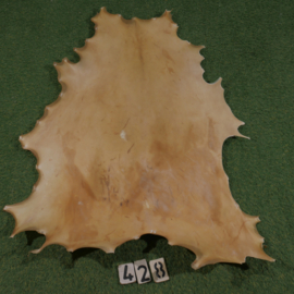 Fallow deer parchment (0.75 m²)