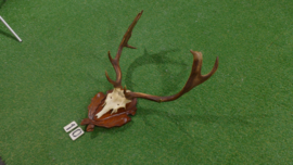 Fallow deer antlers with skull (75 x 60)