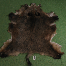 Wild boar skin (135 x 110) incl tail 1.50