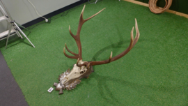 Red deer antlers with skull (120 x 90)