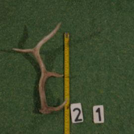 Damhert geweistang (35 cm)
