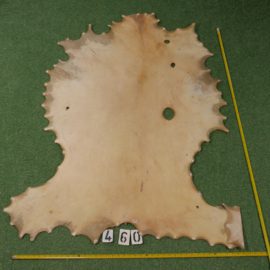 Red deer parchment / rawhide (1,26 m²)