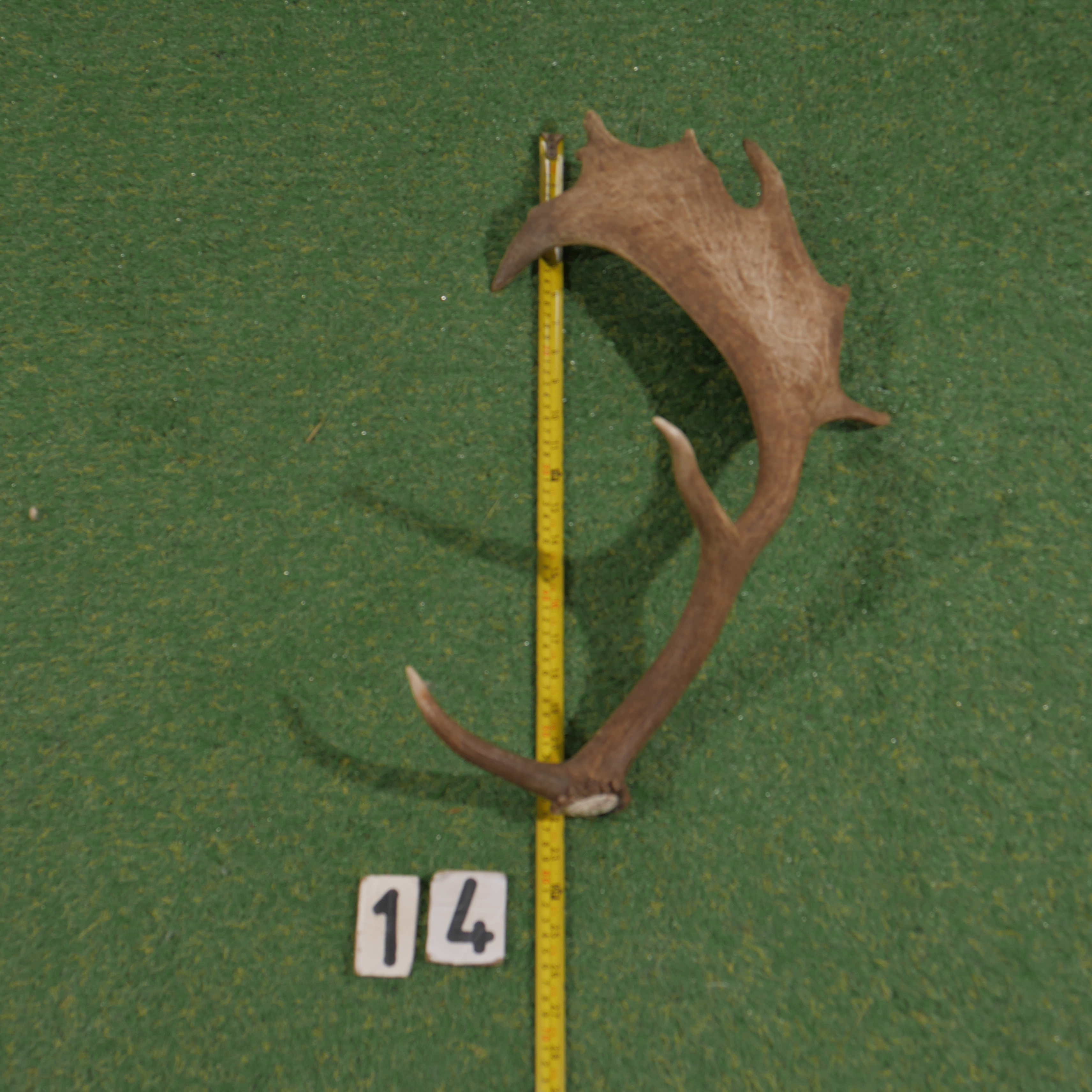 Damhert geweistang (60 cm)