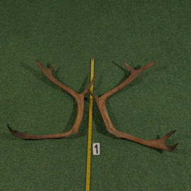 Gewei van rendier ( 65 cm ) Set