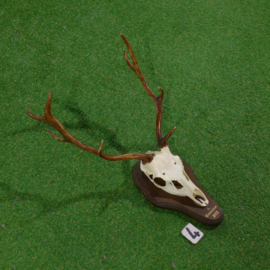 Red deer antlers with skull (70 x 45)