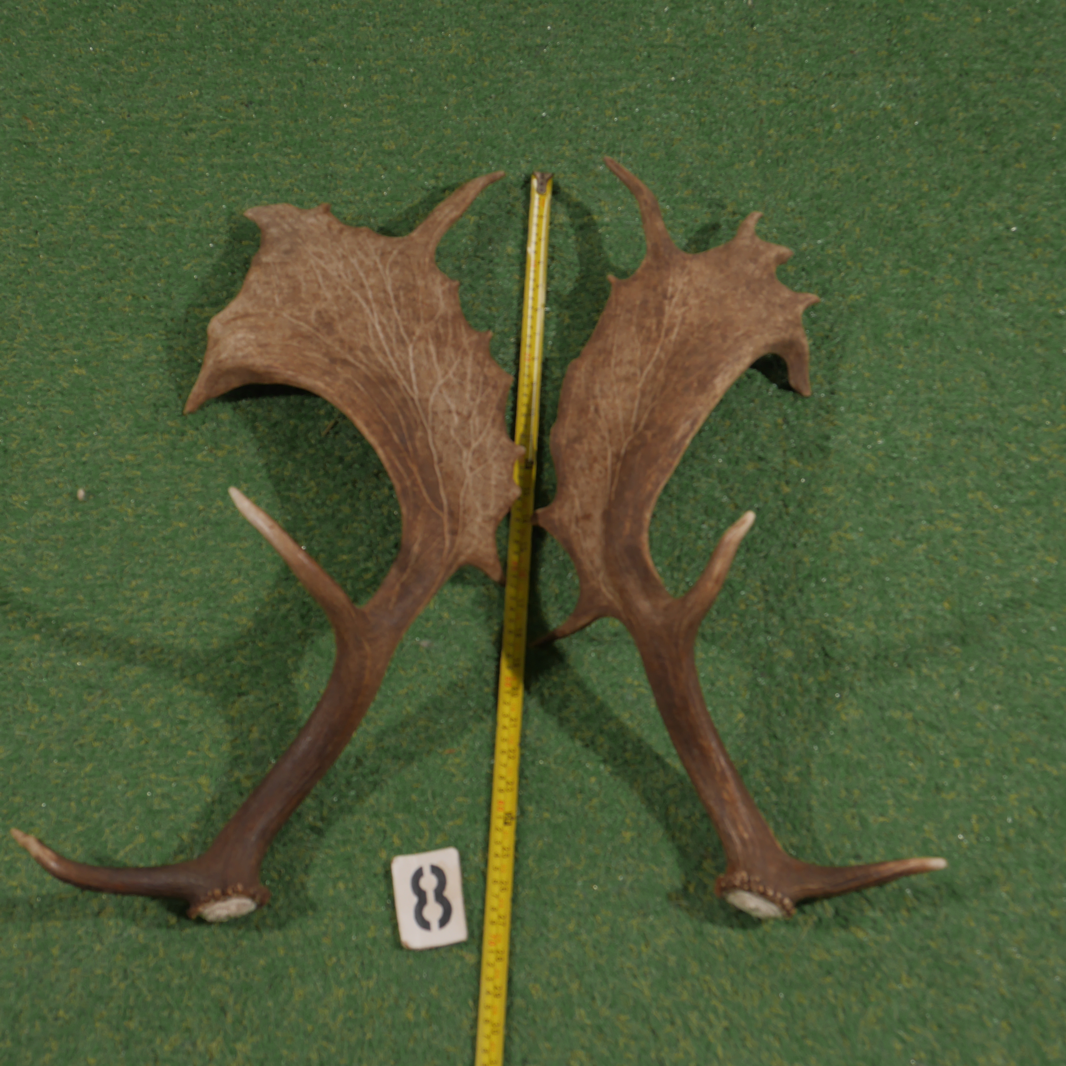 Damhert geweistang (70 cm) setje