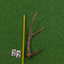 Red deer antler (50 cm)